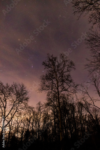 Starry night over woods. © Albert Jackson