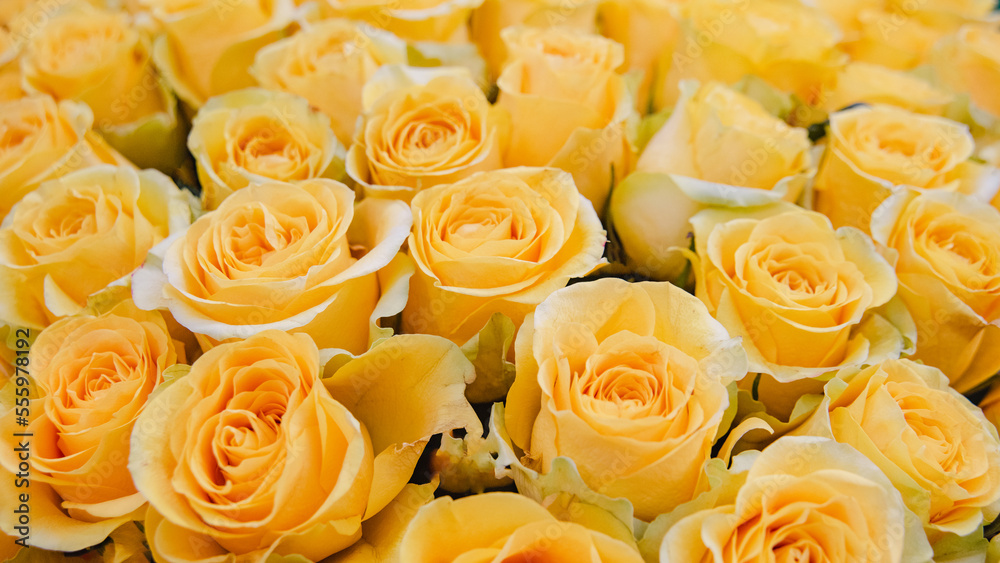 Background of yellow roses. template for greeting card. Flower Bouquet Gift for woman on Mother's day or anniversary