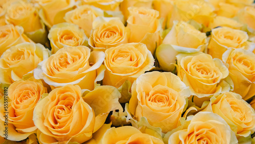 Background of yellow roses. template for greeting card. Flower Bouquet Gift for woman on Mother s day or anniversary