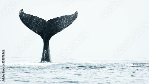 Fotografie, Obraz Humpback whale around Cabo San Lucas, Mexico