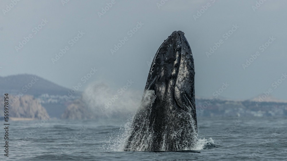 Naklejka premium Humpback whale around Cabo San Lucas, Mexico
