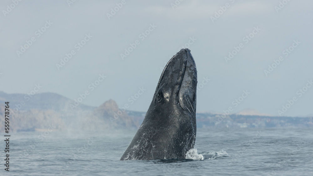 Fototapeta premium Humpback whale around Cabo San Lucas, Mexico