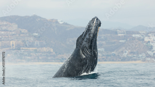 Humpback whale around Cabo San Lucas, Mexico
