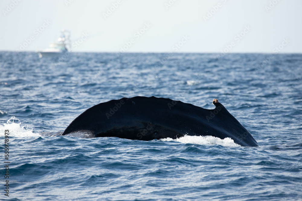 Fototapeta premium Humpback whale around Cabo San Lucas, Mexico