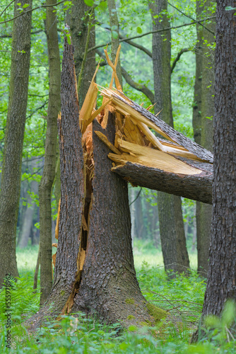 Broken Trunk of Spruce Tree, Hesse, Germany