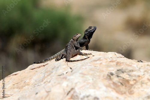 A lizard sits on a stone in a city park. © shimon