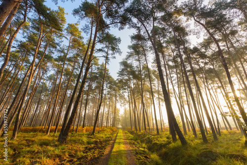 Path through silhoueted trees in a pine forest on a misty, sunny morning in Hesse, Germany photo