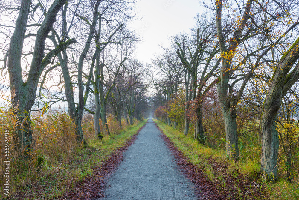 Bare, deciduous tree-lined lane in autumn in Hesse, Germany Bare, deciduous tree-lined lane in autumn in Hesse, Germany