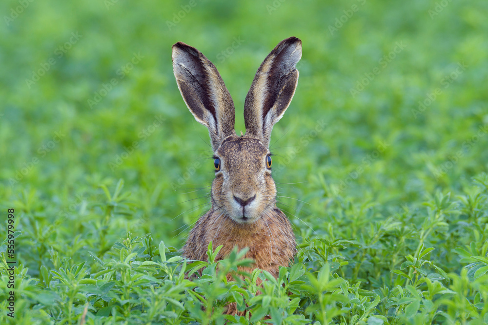 Portrait of a European brown hare (Lepus europaeus) with head sticking up from meadow and looking at camera in summer in Hesse, Germany Portrait of a European brown hare (Lepus europaeus) with head sticking up from meadow and looking at camera in summer in Hesse, Germany