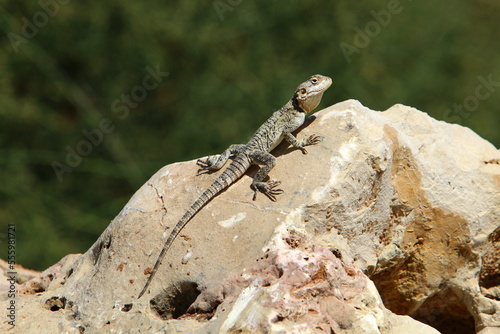 A lizard sits on a stone in a city park.