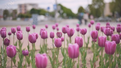 Pink tulips in a flowerbed in the city.