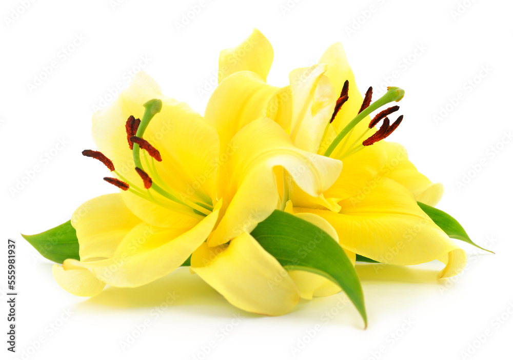 Obraz premium Two yellow lilies.