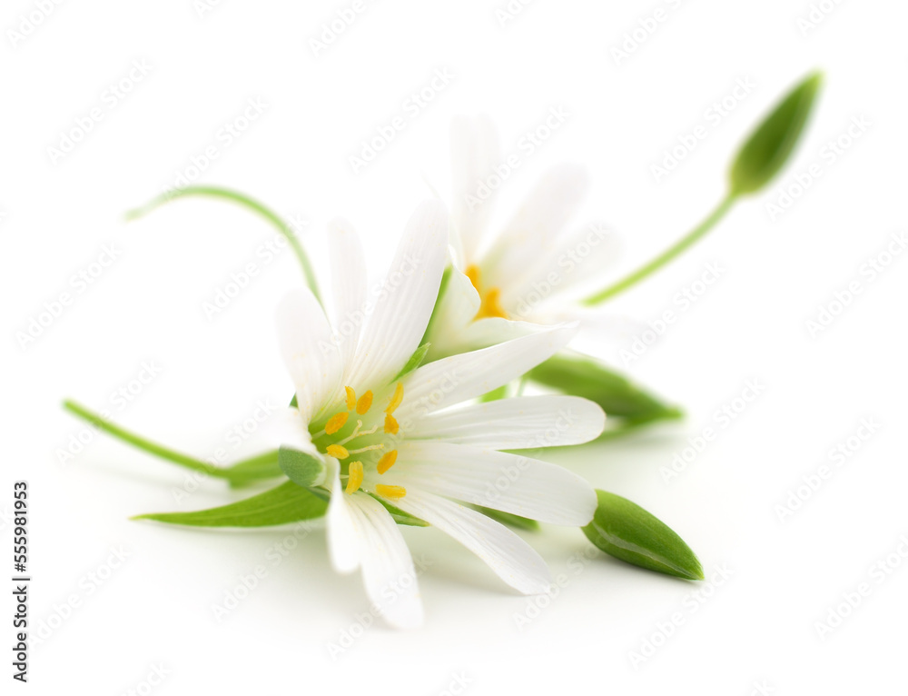 Two white flowers.