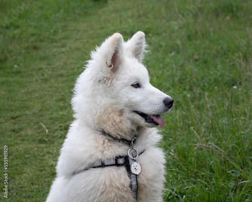 cachorro samoyedo