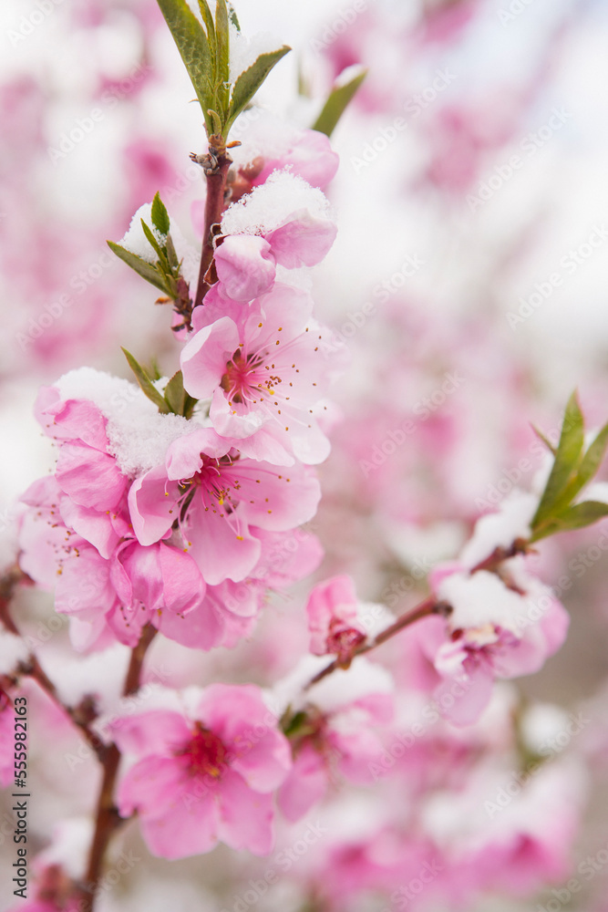 Close-up of peach blossoms covered in snow in spring, USA Close-up of peach blossoms covered in snow in spring, USA