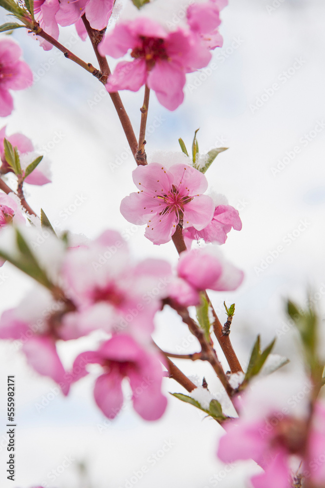 Close-up of peach blossoms covered in snow in spring, USA Close-up of peach blossoms covered in snow in spring, USA