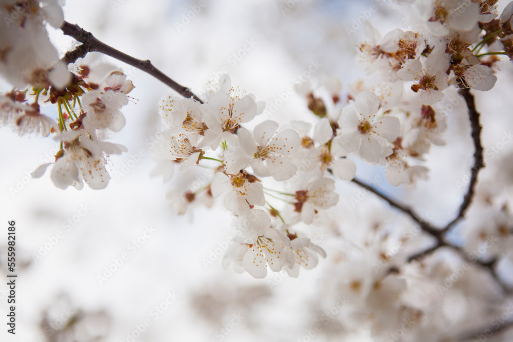 Close-up of cherry blossoms in spring, USA Close-up of cherry blossoms in spring, USA