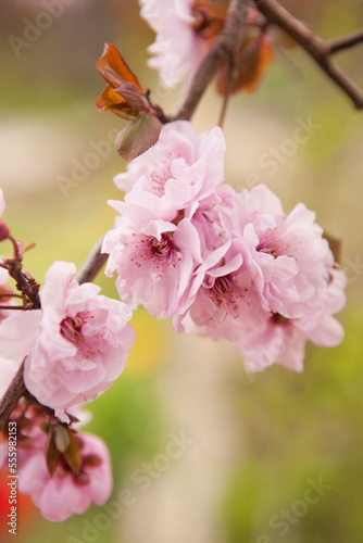 Close-up of double bloom cherry blossoms in spring, USA photo