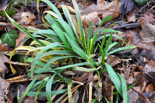 Photo Hairy sedge (Carex pilosa) grows in nature