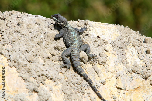 A lizard sits on a stone in a city park.