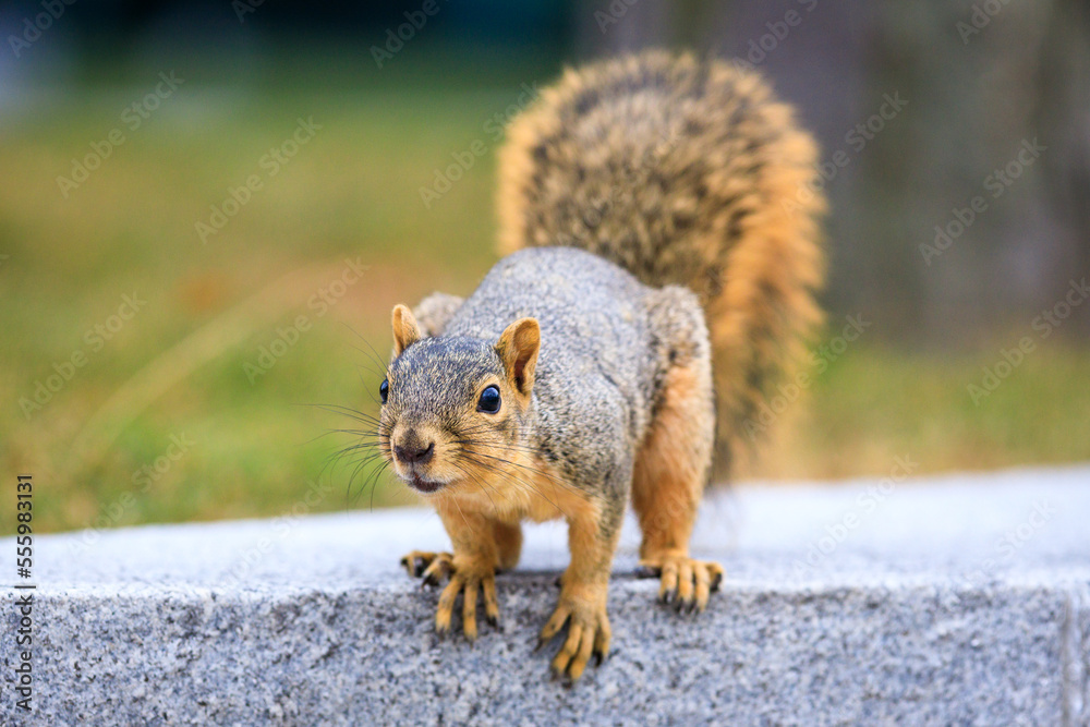 a brown eastern fox squirrel standing on all four legs, on top of cement structure, isolated from the background a brown eastern fox squirrel standing on all four legs, on top of cement structure, isolated from the background