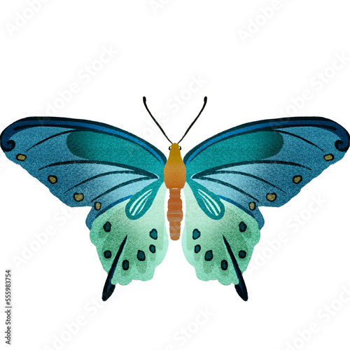 Mariposa png transparente,flora,fauna