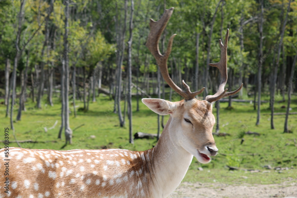 Deer in the woods Deer in the woods