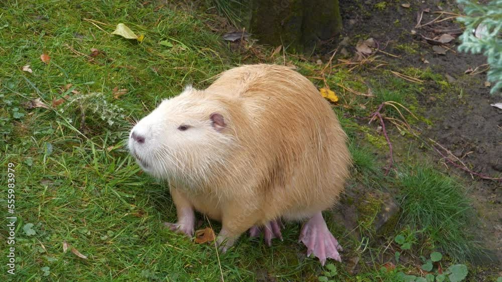 Yellow nutria walks on the bank of lake and smelling the air Yellow nutria walks on the bank of lake and smelling the air
