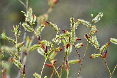Purple willow (Salix purpurea) grows in nature