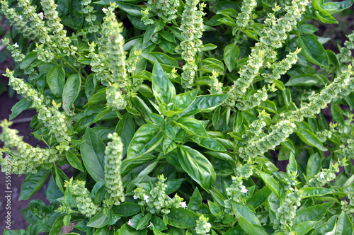 Basil grows in the garden