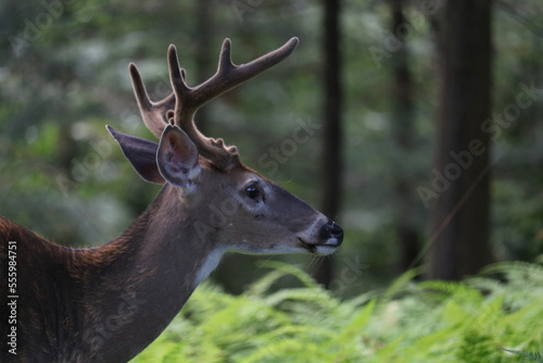 Dear in the forest