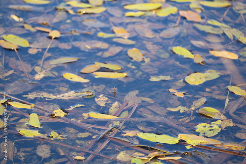 frog on the water