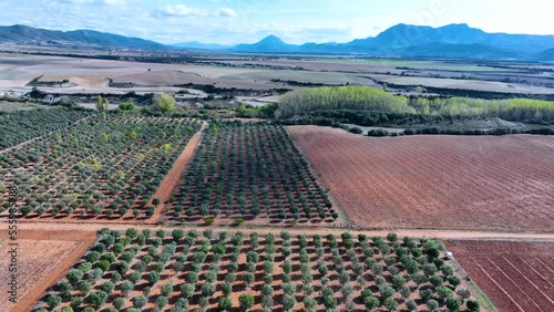 Agricultural landscape of truffle oak plantations. Aerial view from a drone. Berdun. Municipality of the Canal de Berdún.The Jacetania. Huesca, Aragon, Spain, Europe photo