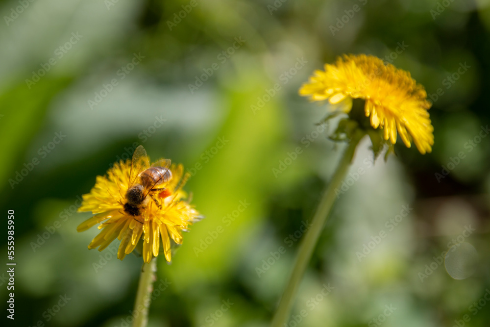 Bee on yellow dandelion flower. Spring. Green grass. Bee on yellow dandelion flower. Spring. Green grass.