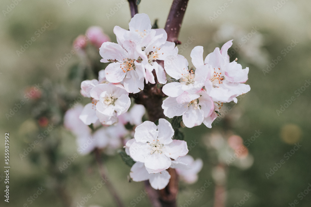 Fototapeta premium apple tree flowers and petals in soft white pink pastel color in full bloom on branch in garden. suburban homestead in countryside village. horticulture, homesteading. spring authenticity landscape