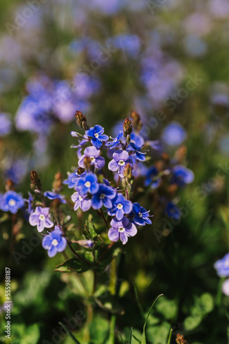 forget-me-not  myosotis sylvatica  flowers. first bright blue blooming little wildflowers in full bloom in garden or field. wild horticulture  homesteading. dark spring authenticity landscape