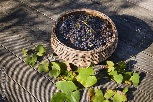 Basket of Grapes