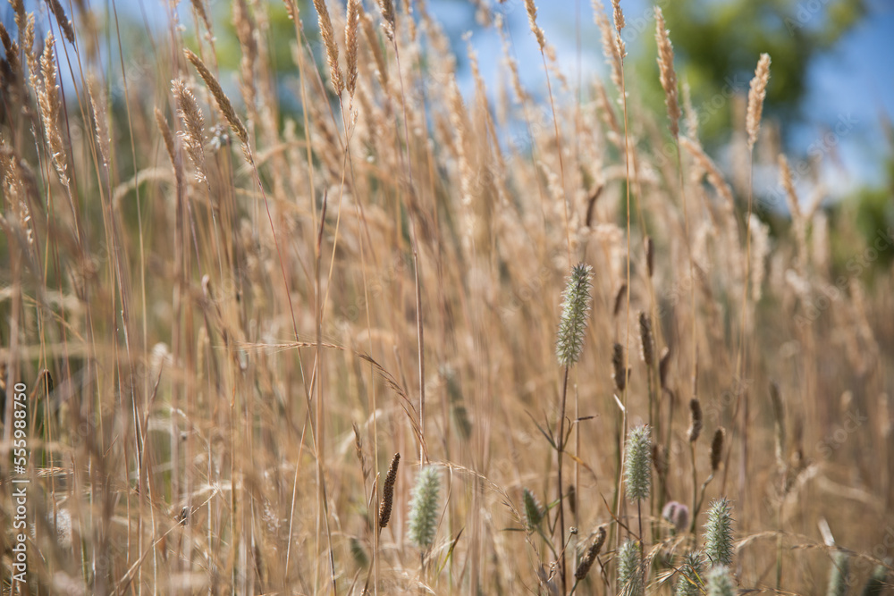 Fototapeta premium Wildflowers