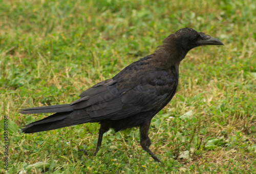 The young raven walks on the grass
