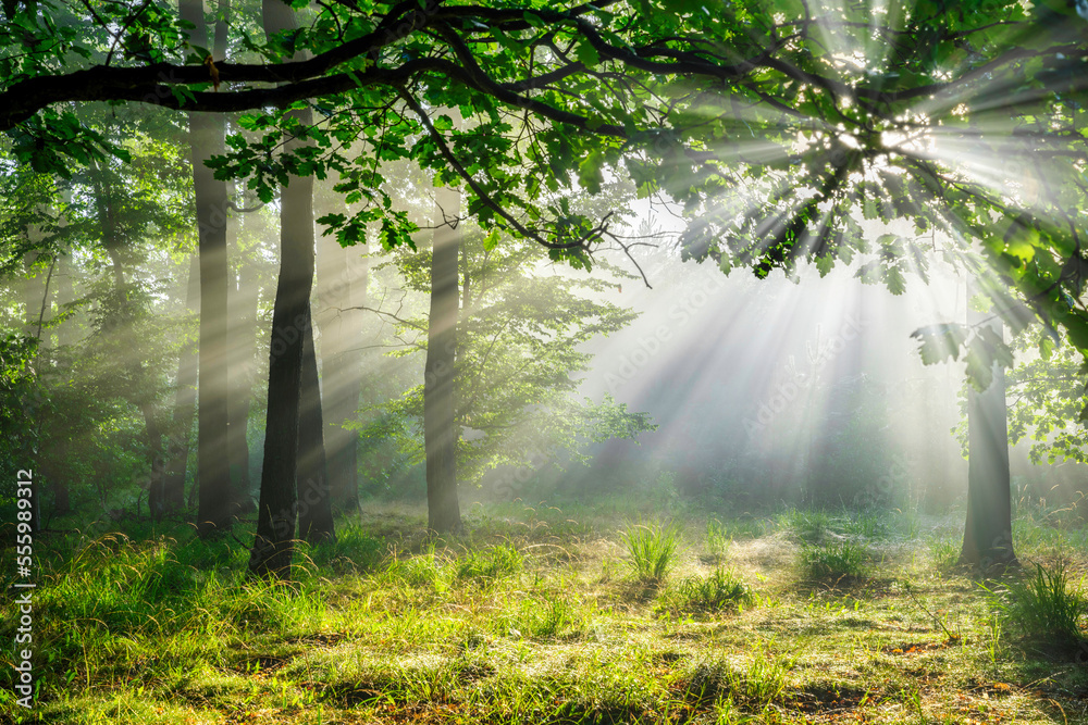 Fototapeta premium Beautiful sunny morning in green forest
