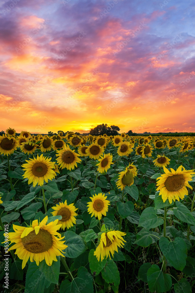 Obraz premium Summer sunset over filed of sunflowers