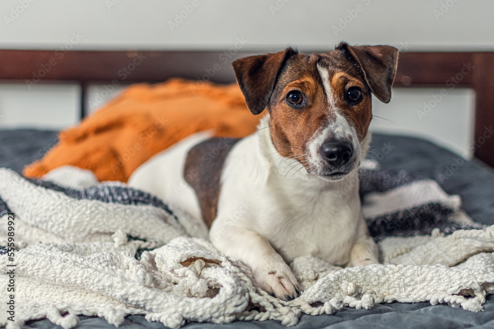 The Jack Russell Terrier breed dog is resting on the bed.
