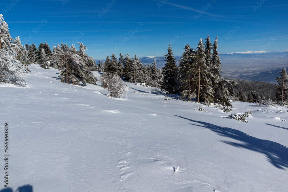 Winter landscape of Vitosha Mountain, Bulgaria Winter landscape of Vitosha Mountain, Bulgaria
