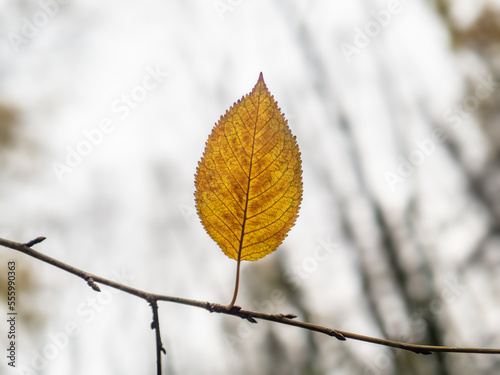 Autumn leaf in the forest © wlad074