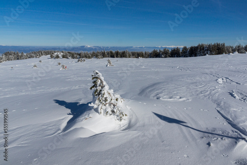 Winter landscape of Vitosha Mountain  Bulgaria