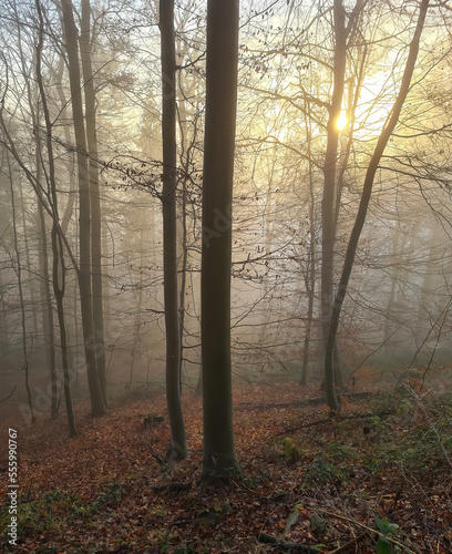 Forest in fog und  in the sunshine