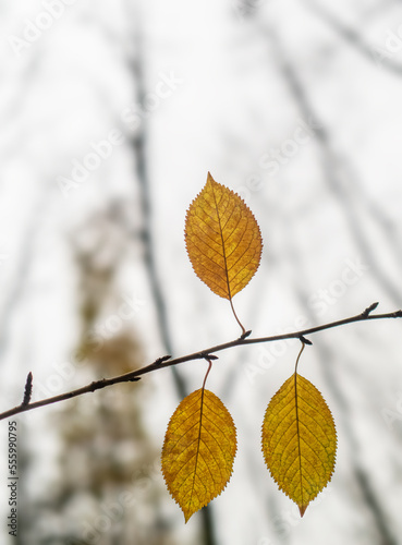 Autumn leaf in the forest