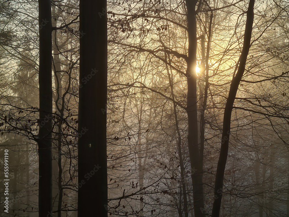 Obraz premium Forest in fog und in the sunshine