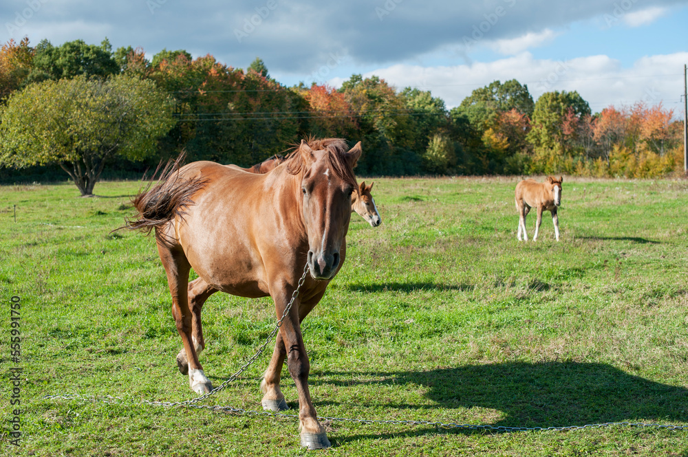 Fototapeta premium brown mare with foal in the mountains on a beautiful sunny day