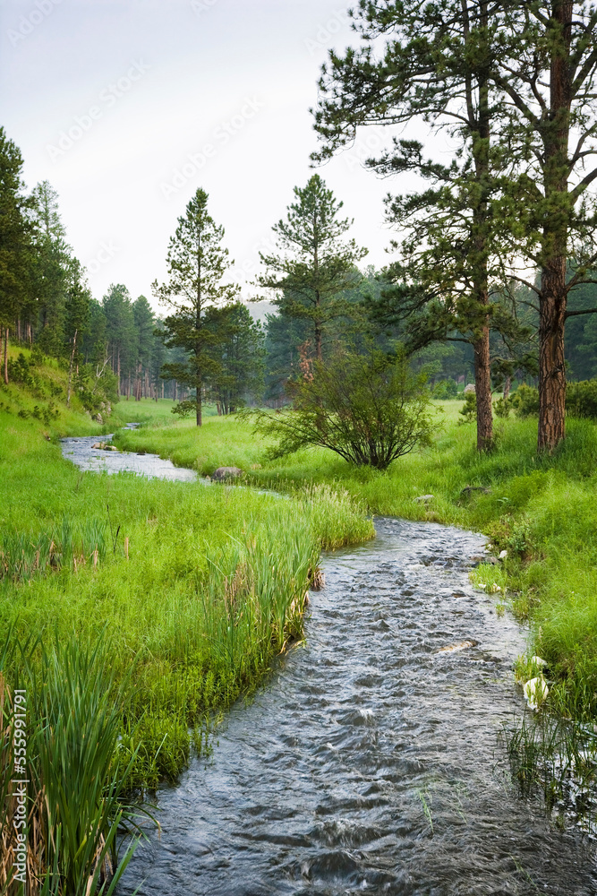 Stream, Wind Cave National Park, South Dakota, USA Stream, Wind Cave National Park, South Dakota, USA